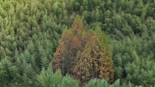 秋天森林大自然树