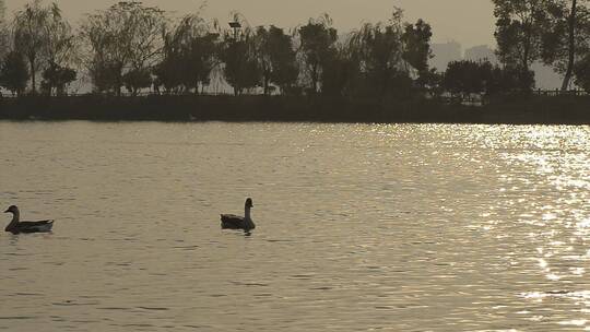 南昌公园湖里的野天鹅野鸭