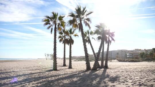 沙滩上的椰树