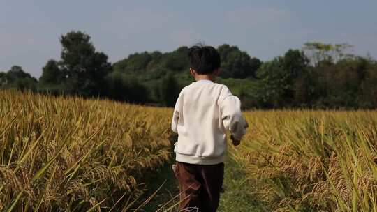 快乐的男孩在稻田奔跑