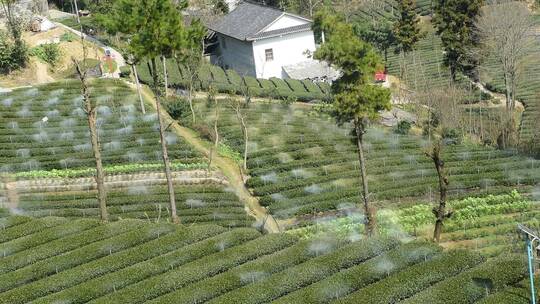 茶园进行水肥一体灌溉喷灌