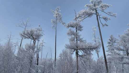 大兴安岭林海雪原雪林