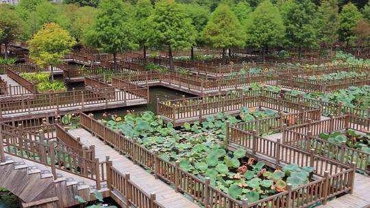 秋日厦门五缘湾湿地公园迷宫景点风光视频素材模板下载