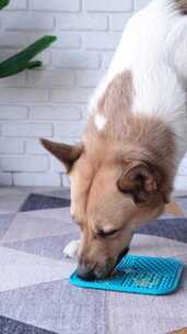 可爱的狗用舔垫慢慢吃食物
