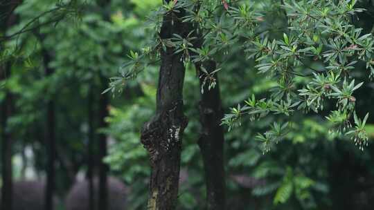 雨天的树叶