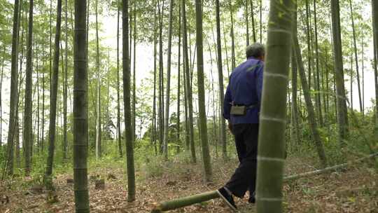 合集老人走在竹林里抚摸竹子用砍刀寻找材料