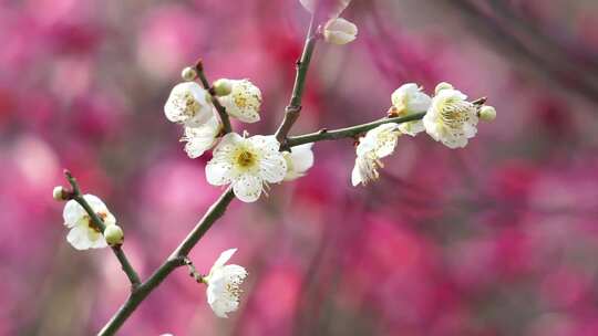 唯美春天梅花盛开素材实拍视频素材