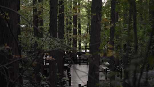 国家植物园 樱桃沟 水杉林 森林 阳光 光影