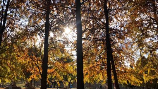 秋日阳光穿过红树林