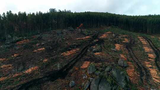 环境保护。森林破坏