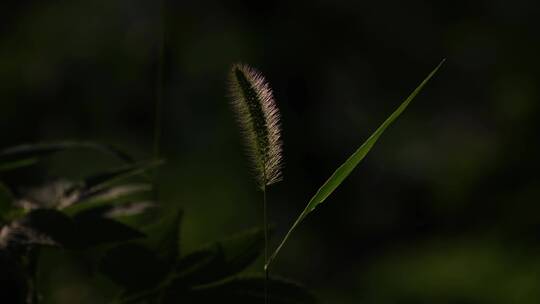 毛毛草狗尾巴草