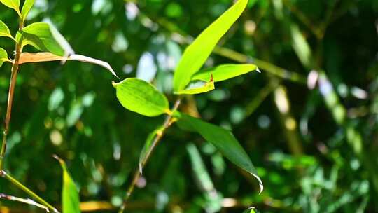 蓝天下茂密的绿色竹林竹叶随风摆动慢镜