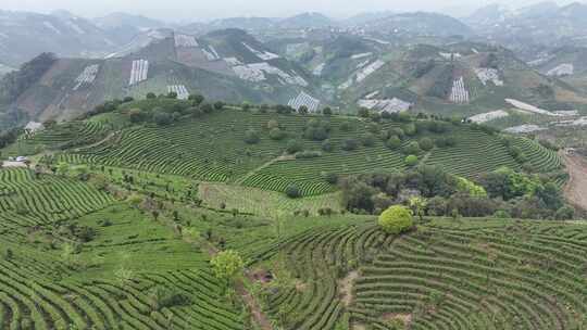 航拍绿色高山有机茶园