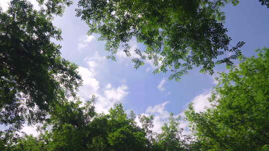 夏天空镜 蓝天白云 绿叶 阳光 树叶视频素材模板下载