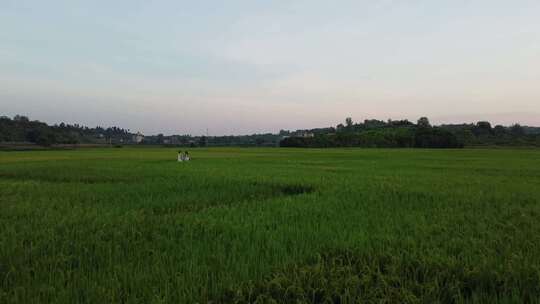 飞跃水稻田