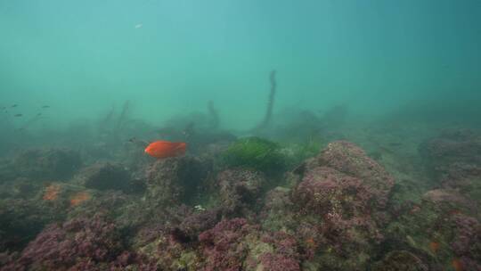 海底海草鱼类海洋生物视频素材模板下载