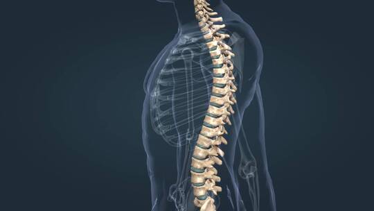 医学 人体 骨骼 骨架 脊椎 脊柱 颈椎 疾病