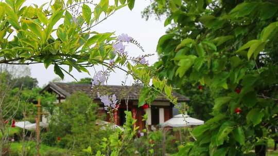 带紫花绿植旁的小屋自然风光