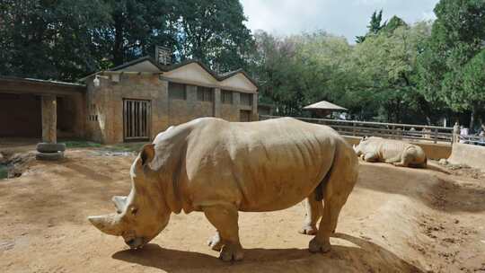 犀牛圆通山昆明