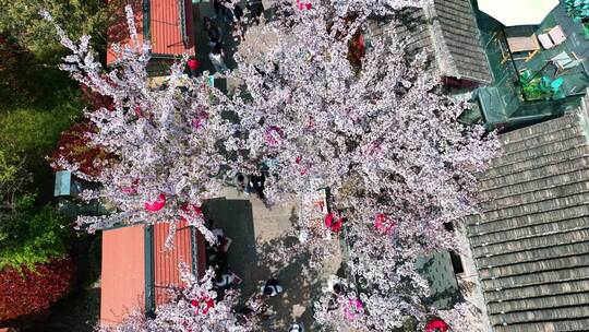 春天古建筑樱花与灯笼航拍徐州市回龙窝历史