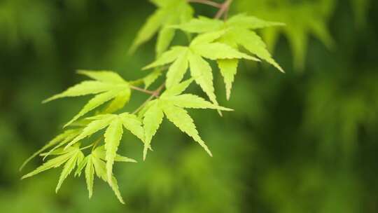 春天夏天植物森林树木树叶绿色绿意盎然