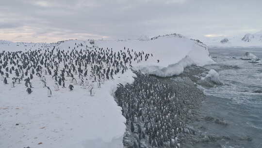 游泳后的企鹅群。南极洲飞行