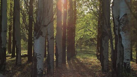 唯美的森林中透过一束光