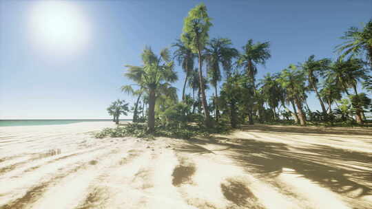 背景是棕榈树和海洋的沙滩
