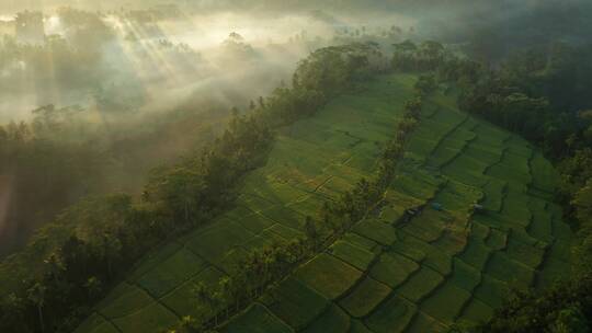 茶茶园茶山风光