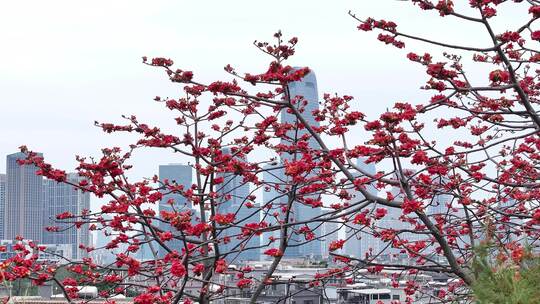 中国广东省广州市海珠区黄埔村木棉花