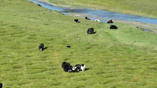 草原上的牦牛群视频素材模板下载