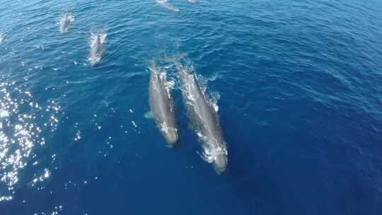 鲸鱼 海洋生物视频素材模板下载