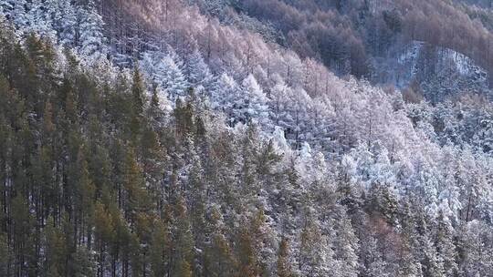 航拍东北下暴雪林海雪原威虎山