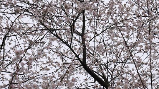 春天阳光下的樱花花朵