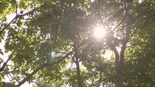 仰望阳光穿过树叶的角度