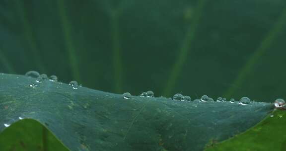 雨中荷叶雨点水珠02