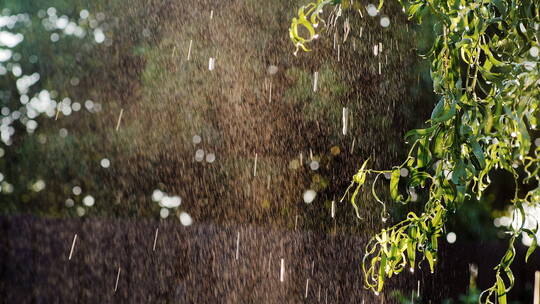 夏雨落在柳树上视频素材模板下载