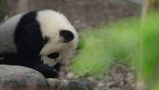 可爱国宝大熊猫幼崽独自玩耍特写镜头