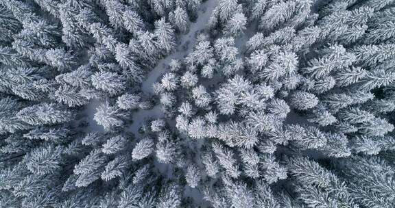 航拍雪域森林