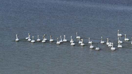 江西鄱阳湖湿地小天鹅候鸟航拍自然风光