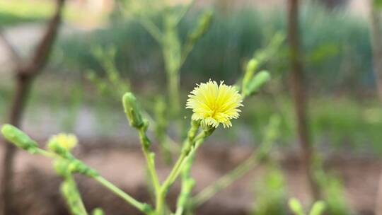 生菜开花特写镜头