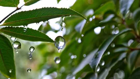 绿叶上晶莹雨滴特写