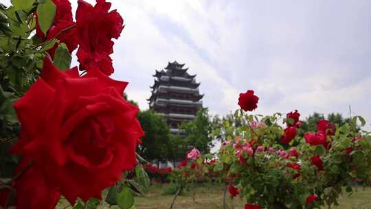 城市公园月季花开姹紫嫣红