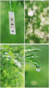 竖屏 芒种 芒种节气 播种 春耕 雨水 小清新高清在线视频素材下载