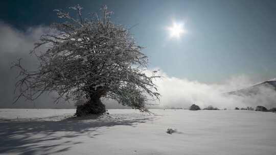 寒风冷列中一棵孤独的树上挂满了雪霜