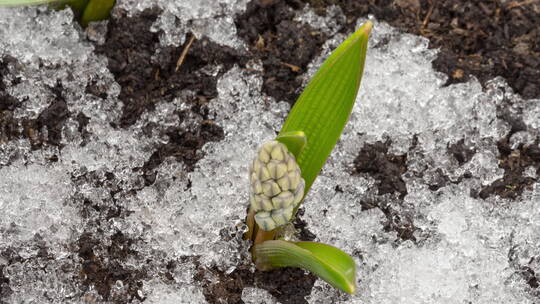 春天雪地里长出的花朵