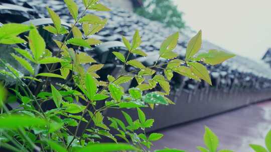 老房子下雨意境空镜