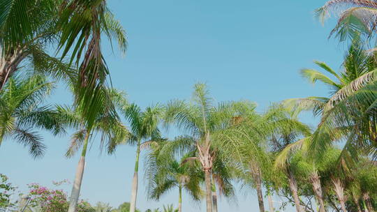 椰子树林晴天蓝风视频素材模板下载