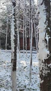 湖南大学雪景风光