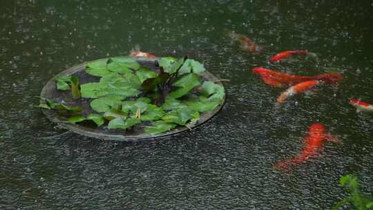 雨中鱼池锦鲤实拍